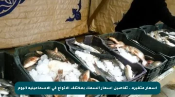 أسعار متغيرة.. تفاصيل أسعار السمك بمختلف الأنواع في الإسماعيلية اليوم